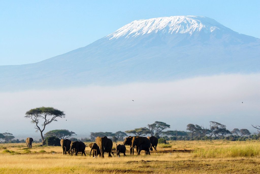 Kilimanjaro & Safari